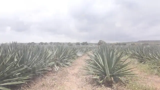 Kings Wood Park – Plot For Sale In Kilifi, Vipingo — photo 8