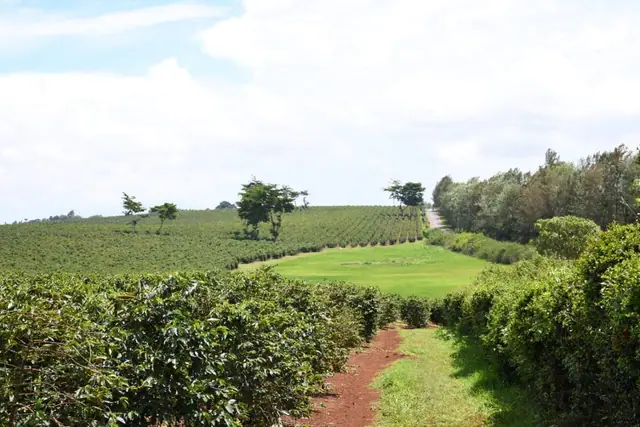 Zuri Springs Plots for sale in Juja, Kiambu — photo 10