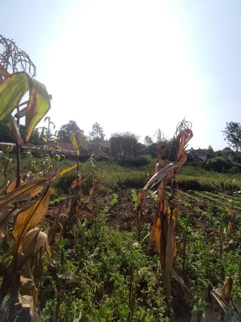 1.5 Acre Plot For Sale In Karen, Nairobi — photo 4