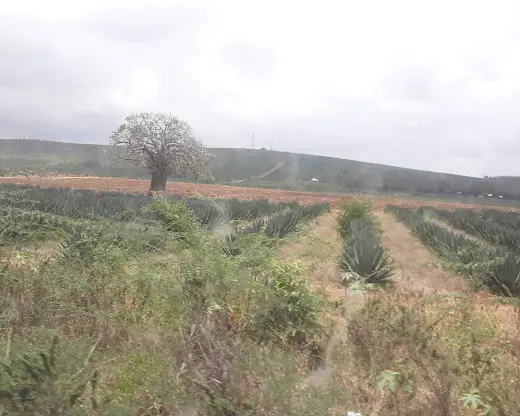 KINGSWOOD – Land For Sale In Kilifi, Vipingo Ridge — photo 14