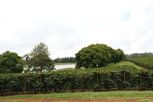 Zuri Springs Plots for sale in Juja, Kiambu — photo 7