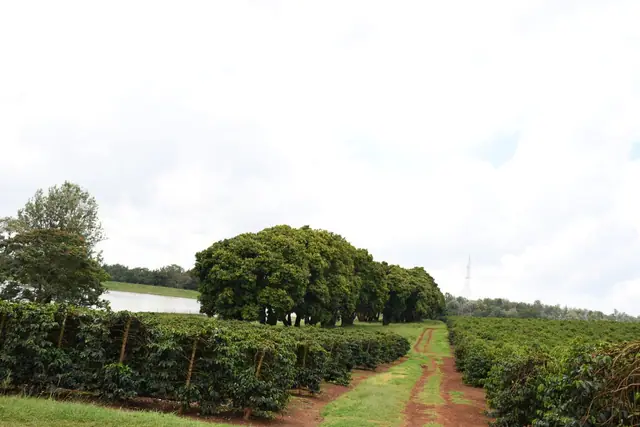 Zuri Springs Plots for sale in Juja, Kiambu — photo 9