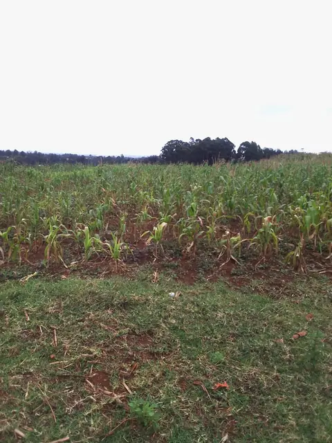 25 Acres Plots For Sale At Nyari — photo 1